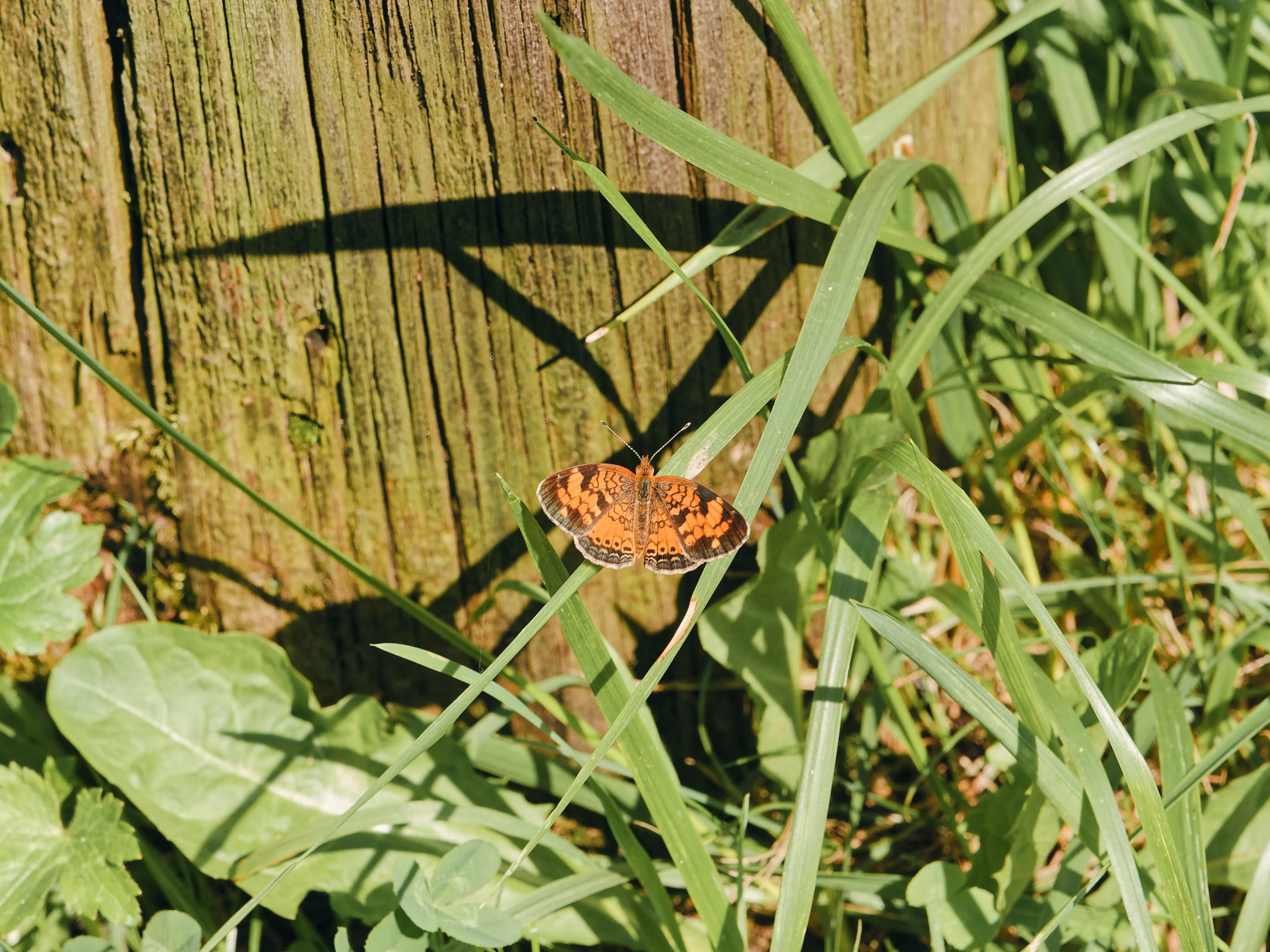 Small orange butterfly in grass